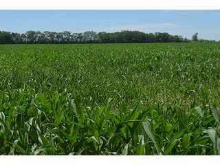 Property photo 104 - LAND AUCTION - 215+/- ACRES OFFERED IN 6 TRACTS IN VAN WERT COUNTY, OHIO